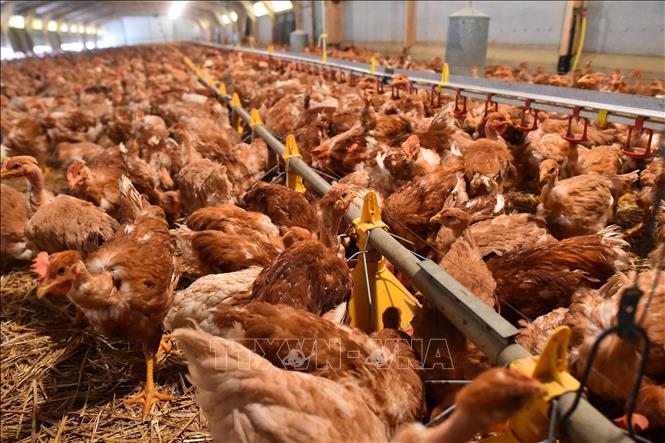 WHO kêu gọi tăng cường giám sát phòng nguy cơ bùng phát dịch cúm gia cầm H5N1