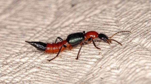 Nhiều người dính độc kiến ba khoang