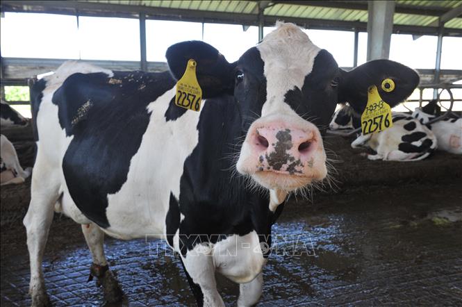 Phát hiện mới về vật chủ lây truyền virus cúm H5N1 sang người