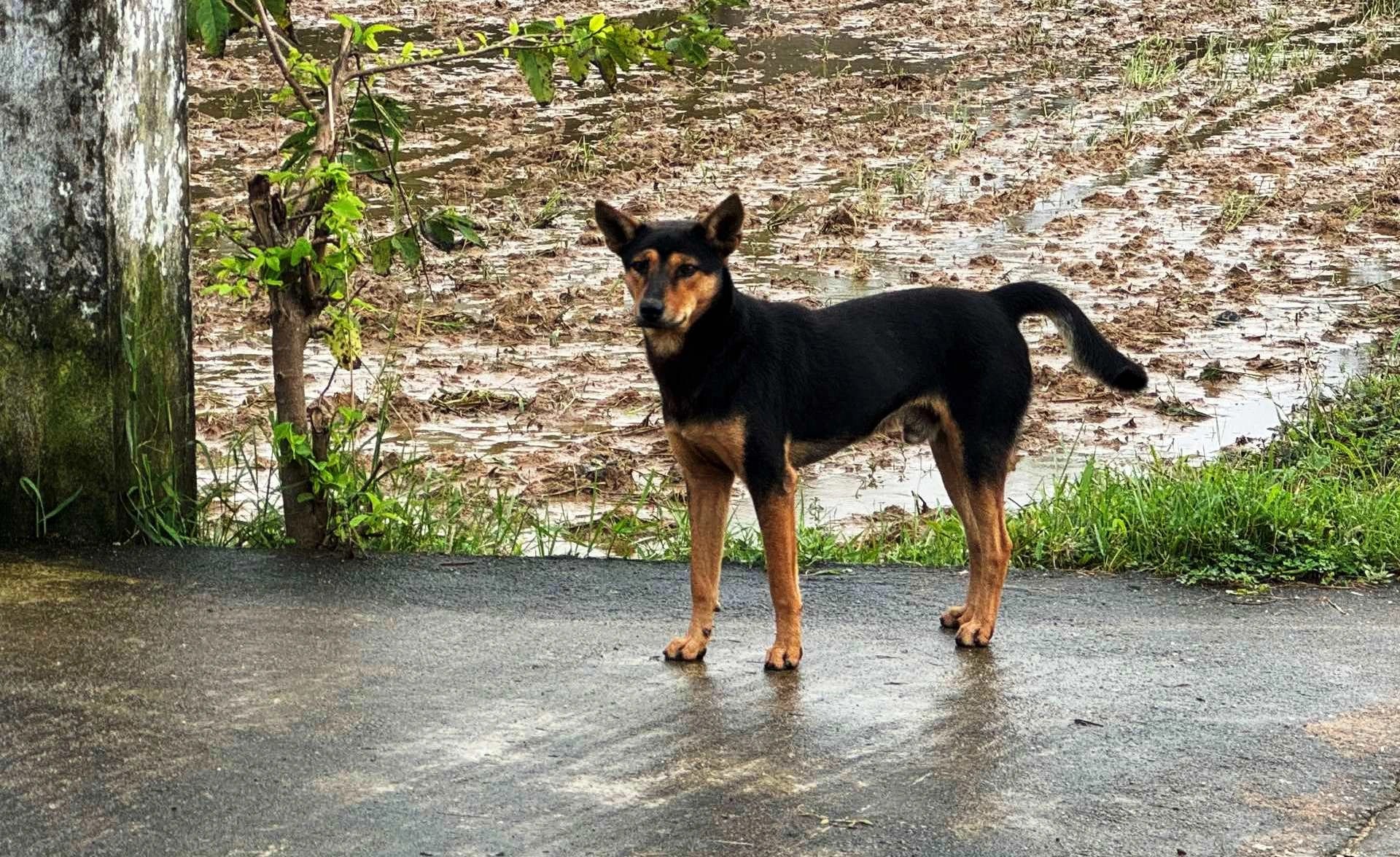 Phát hiện nhiều ca dương tính, một địa phương ở Quảng Nam công bố dịch bệnh dại